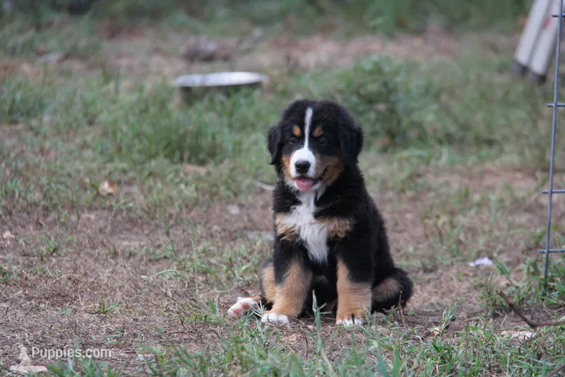 Sophie - AKC – Bernese Mountain Dog puppy for sale in Hulbert, OK