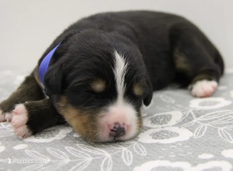 AKC Female 3 – Bernese Mountain Dog puppy for sale in Hulbert, OK