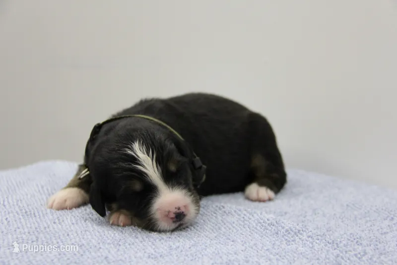 AKC Male 2 – Bernese Mountain Dog puppy for sale in Hulbert, OK