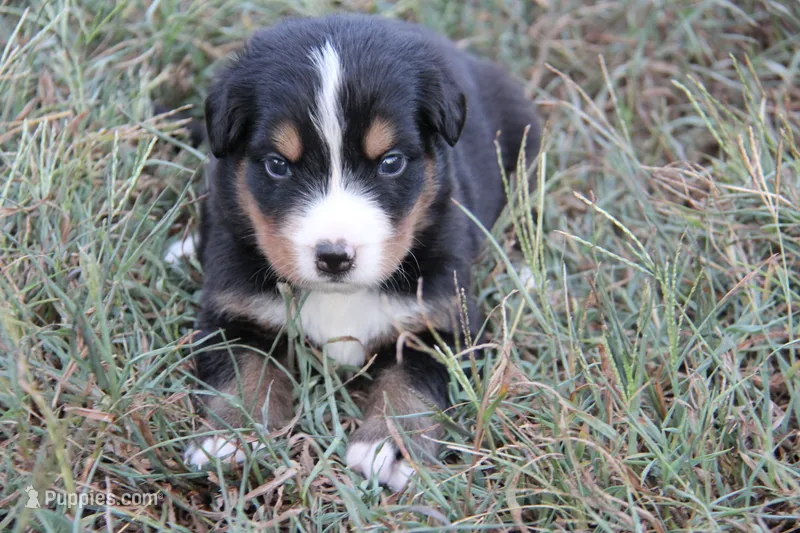 Sadie - AKC – Bernese Mountain Dog puppy for sale in Hulbert, OK