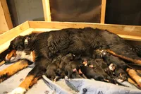AKC Male, a male Bernese Mountain Dog for sale in Hulbert, OK – 5 of 5