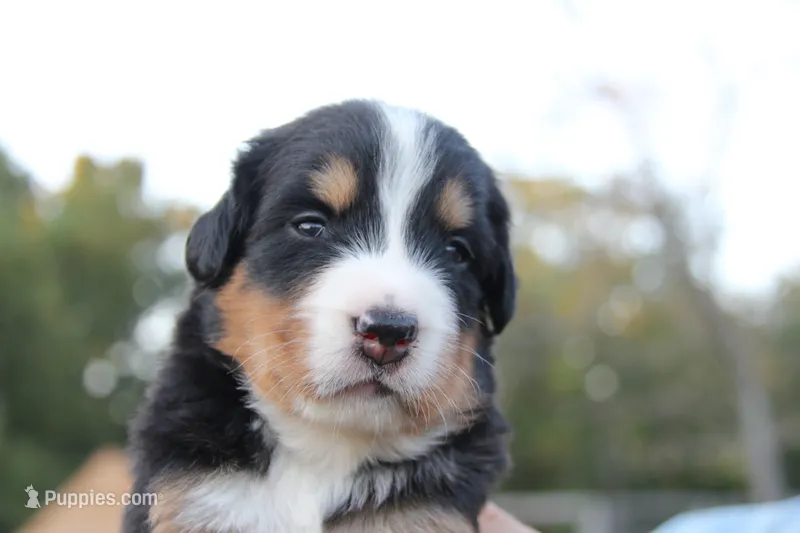 Sophie - AKC – Bernese Mountain Dog puppy for sale in Hulbert, OK