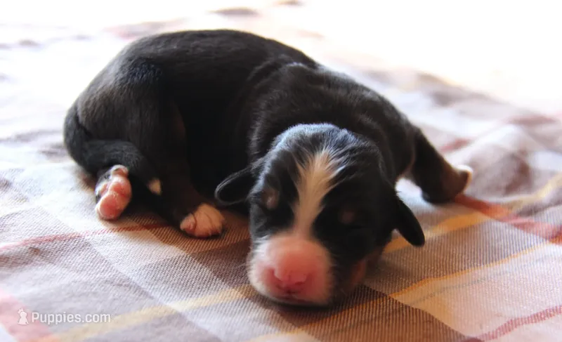 AKC Male – Bernese Mountain Dog puppy for sale in Hulbert, OK