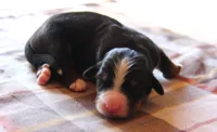 AKC Male, a male Bernese Mountain Dog for sale in Hulbert, OK – 1 of 5