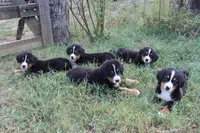 Hattie - AKC, a female Bernese Mountain Dog for sale in Hulbert, OK – 7 of 10