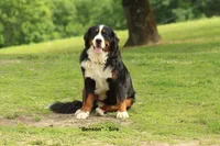 AKC Upcoming Litter, a  Bernese Mountain Dog for sale in Hulbert, OK – 2 of 9