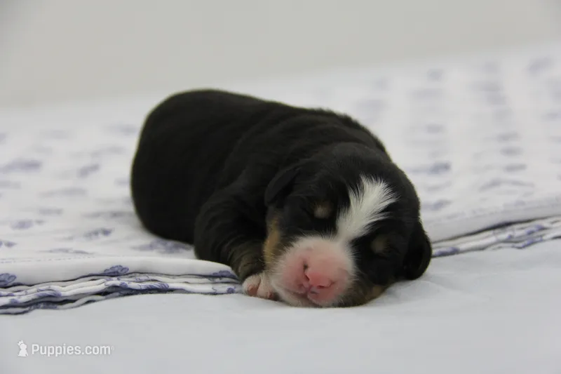AKC Female 3 – Bernese Mountain Dog puppy for sale in Hulbert, OK