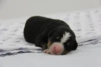 AKC Female 3, a female Bernese Mountain Dog for sale in Hulbert, OK – 1 of 3
