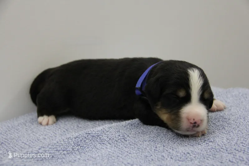 AKC Male 3 – Bernese Mountain Dog puppy for sale in Hulbert, OK