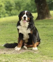 AKC Male 2, a male Bernese Mountain Dog for sale in Hulbert, OK – 2 of 4