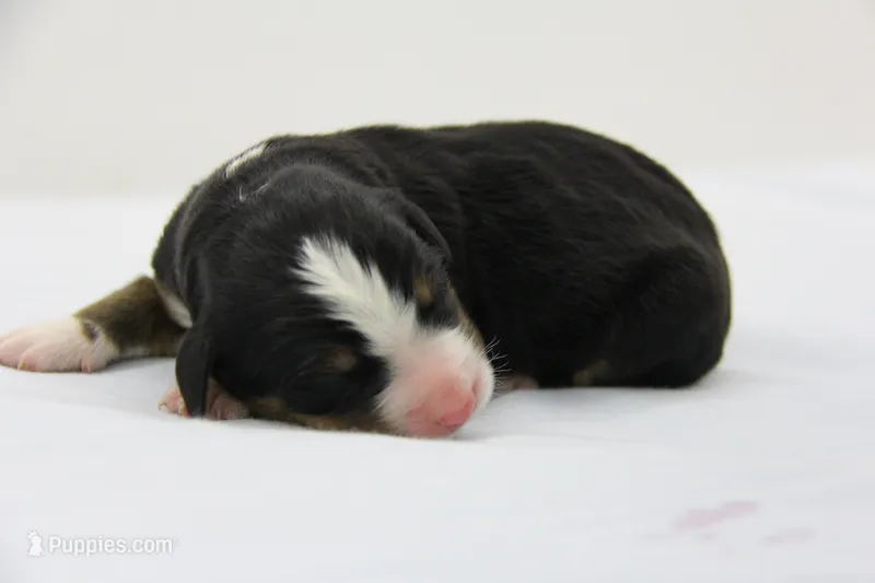AKC Male – Bernese Mountain Dog puppy for sale in Hulbert, OK