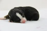 AKC Male 1, a male Bernese Mountain Dog for sale in Hulbert, OK – 1 of 4