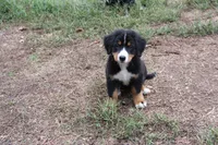 Hattie - AKC, a female Bernese Mountain Dog for sale in Hulbert, OK – 4 of 10