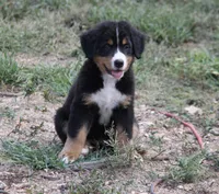 Hattie - AKC, a female Bernese Mountain Dog for sale in Hulbert, OK – 5 of 10