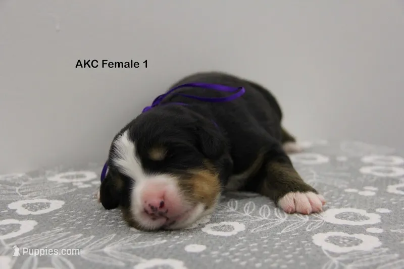 AKC Female 1 – Bernese Mountain Dog puppy for sale in Hulbert, OK