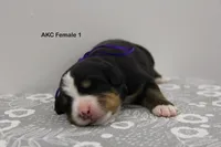 Dixie - AKC , a female Bernese Mountain Dog for sale in Hulbert, OK – 1 of 5