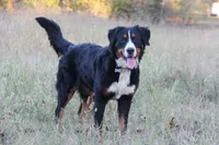 AKC Female, a male Bernese Mountain Dog for sale in Hulbert, OK – 4 of 4