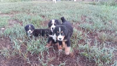 Hattie - AKC, a female Bernese Mountain Dog for sale in Hulbert, OK – 10 of 10