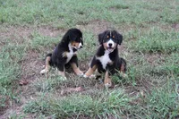 Hattie - AKC, a female Bernese Mountain Dog for sale in Hulbert, OK – 2 of 10