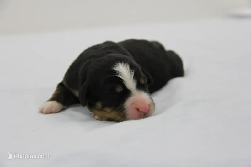 AKC Male 2 – Bernese Mountain Dog puppy for sale in Hulbert, OK