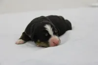 AKC Male 2, a male Bernese Mountain Dog for sale in Hulbert, OK – 1 of 4