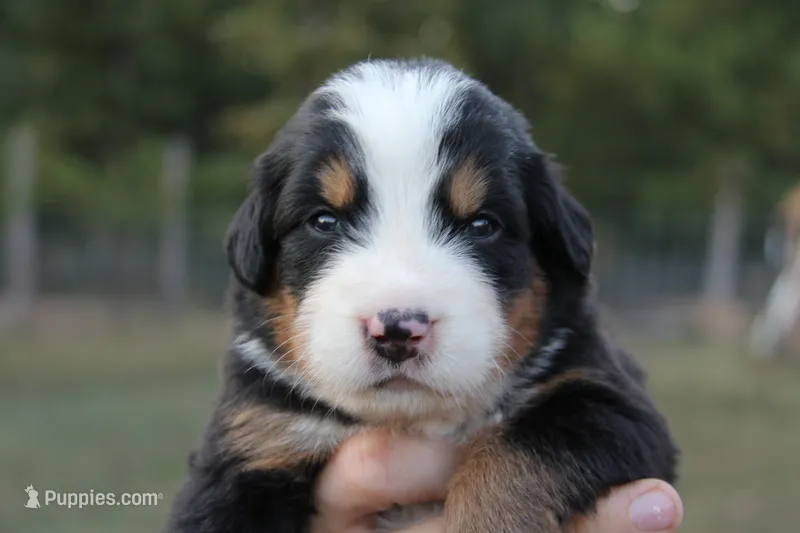 Lexi - AKC – Bernese Mountain Dog puppy for sale in Hulbert, OK