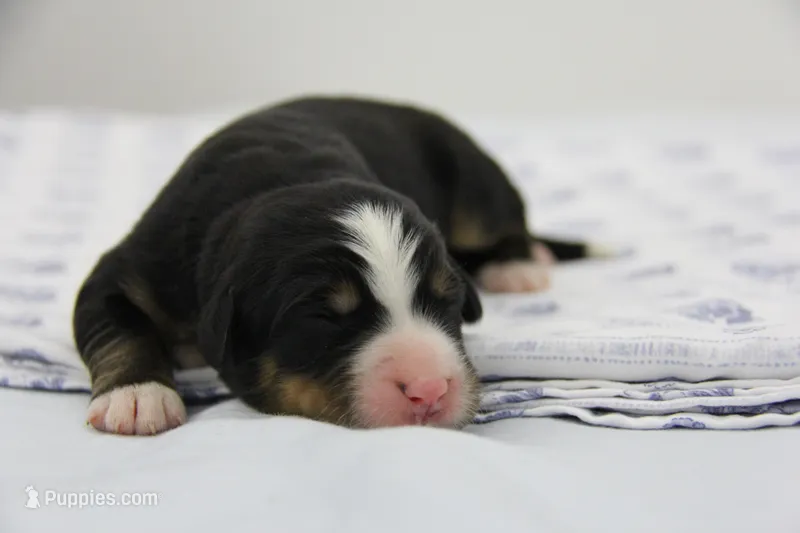 AKC Female 2 – Bernese Mountain Dog puppy for sale in Hulbert, OK