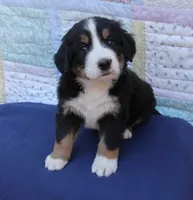 AKC Upcoming Litter, a  Bernese Mountain Dog for sale in Hulbert, OK – 8 of 9