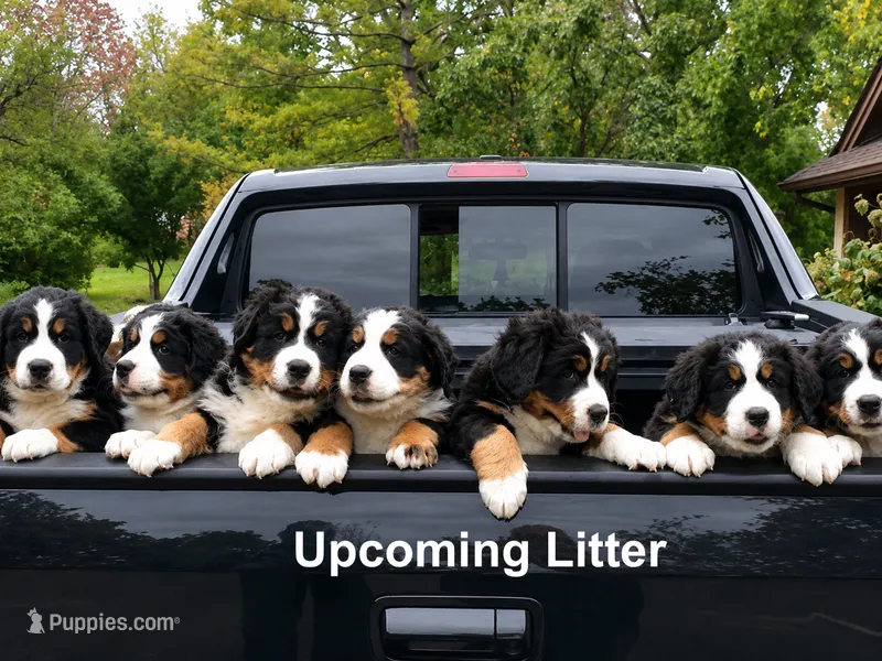 AKC Upcoming Litter – Bernese Mountain Dog puppy for sale in Hulbert, OK