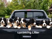 AKC Upcoming Litter, a  Bernese Mountain Dog for sale in Hulbert, OK – 1 of 9