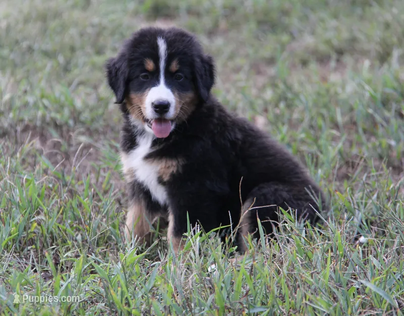 Sophie - AKC – Bernese Mountain Dog puppy for sale in Hulbert, OK