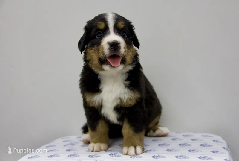 Sadie - AKC – Bernese Mountain Dog puppy for sale in Hulbert, OK