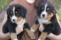 Hattie - AKC, a female Bernese Mountain Dog for sale in Hulbert, OK – 6 of 10