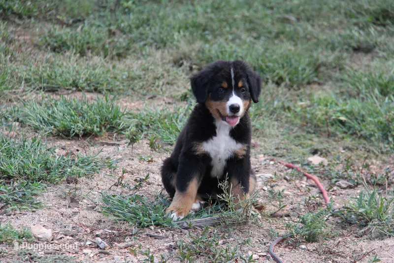 Hattie - AKC – Bernese Mountain Dog puppy for sale in Hulbert, OK