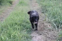 Belle, a female Bernese Mountain Dog and Great Pyrenees for sale in Hulbert, OK – Photo 4 of 6