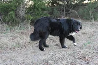 Belle, a female Bernese Mountain Dog and Great Pyrenees for sale in Hulbert, OK – Photo 5 of 6