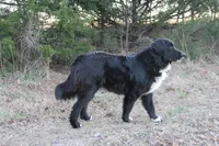 Belle, a female Bernese Mountain Dog and Great Pyrenees for sale in Hulbert, OK – Photo 2 of 6