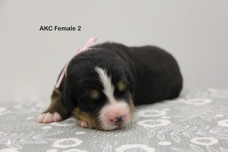 AKC Female 2 – Bernese Mountain Dog puppy for sale in Hulbert, OK