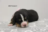 Sadie - AKC, a female Bernese Mountain Dog for sale in Hulbert, OK – 1 of 5