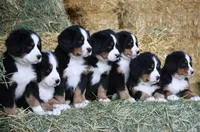 AKC Upcoming Litter, a  Bernese Mountain Dog for sale in Hulbert, OK – 5 of 9