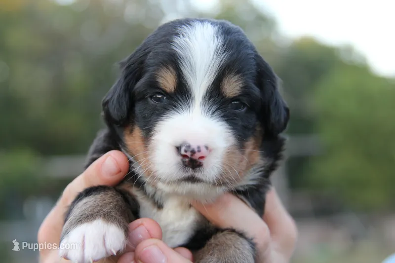 Hattie - AKC – Bernese Mountain Dog puppy for sale in Hulbert, OK