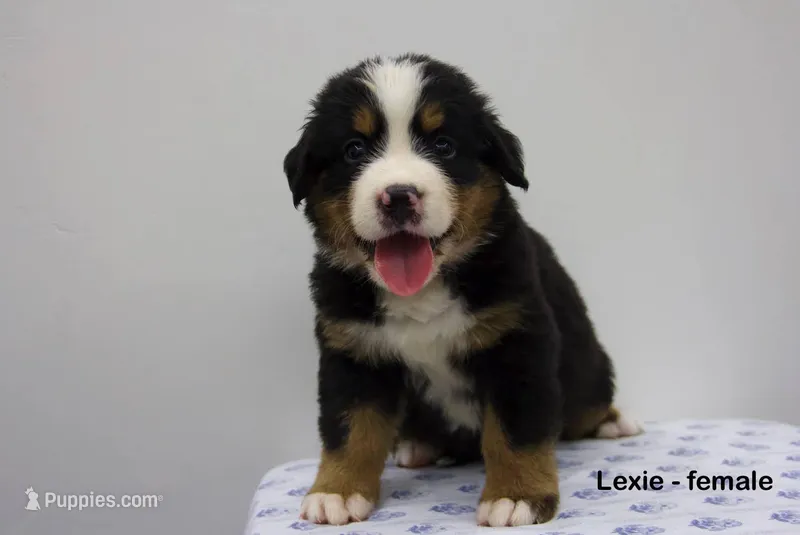 Lexi - AKC – Bernese Mountain Dog puppy for sale in Hulbert, OK