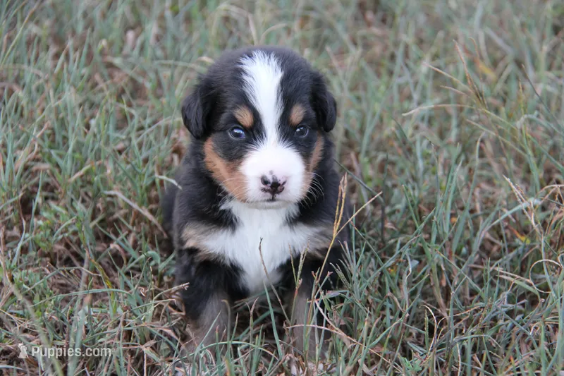  Molly - AKC – Bernese Mountain Dog puppy for sale in Hulbert, OK