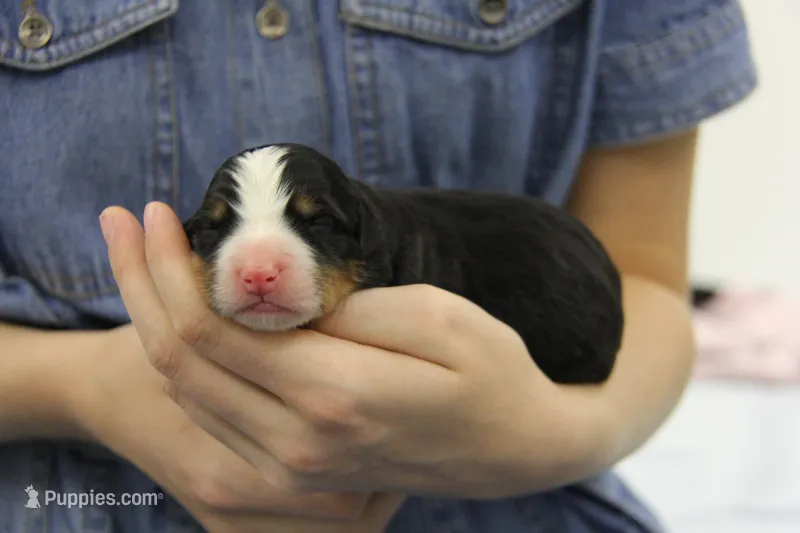 AKC Female – Bernese Mountain Dog puppy for sale in Hulbert, OK