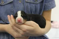 AKC Female 1, a female Bernese Mountain Dog for sale in Hulbert, OK – 1 of 4
