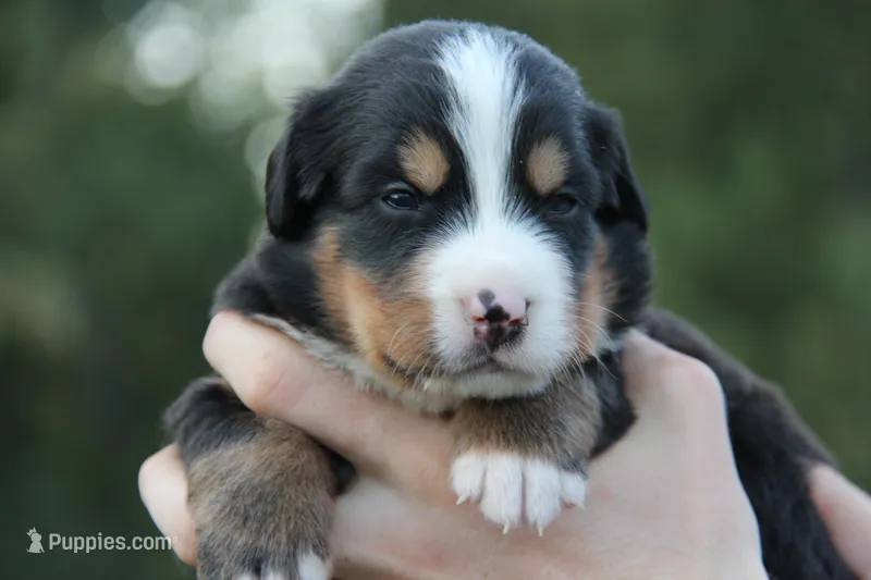 Bernie - AKC – Bernese Mountain Dog puppy for sale in Hulbert, OK
