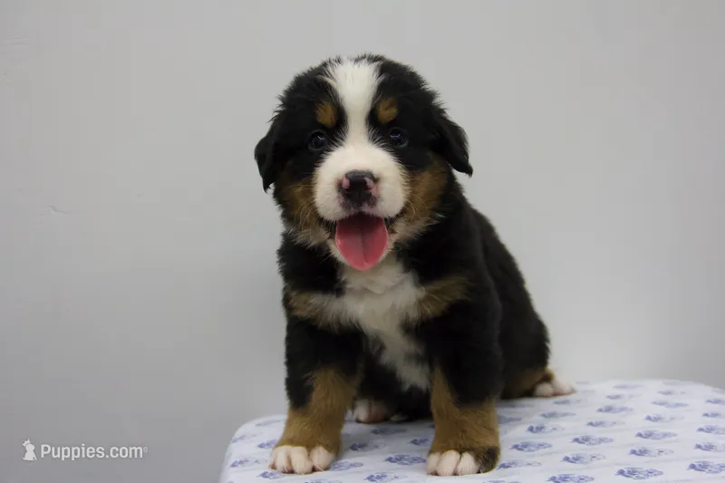 Lexi - AKC – Bernese Mountain Dog puppy for sale in Hulbert, OK