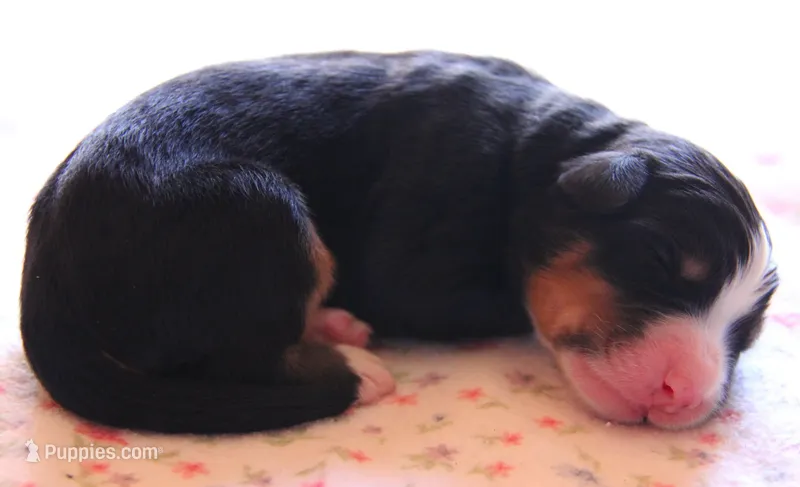 AKC Female – Bernese Mountain Dog puppy for sale in Hulbert, OK
