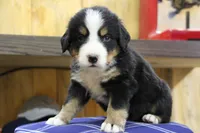 Boone, a male Bernese Mountain Dog for sale in Hulbert, OK – Photo 1 of 7