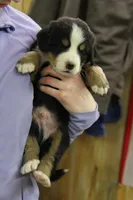 Boone, a male Bernese Mountain Dog for sale in Hulbert, OK – Photo 2 of 7